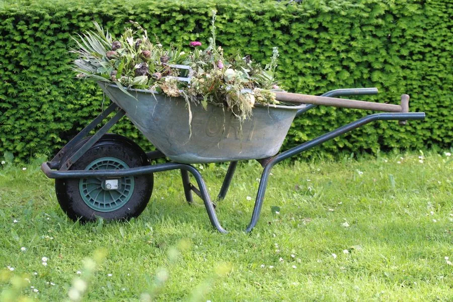 A wheelbarrow filled with garden waste and weeds during a yard cleanup